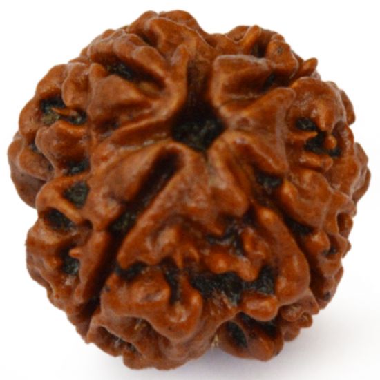 4 Mukhi Rudraksha