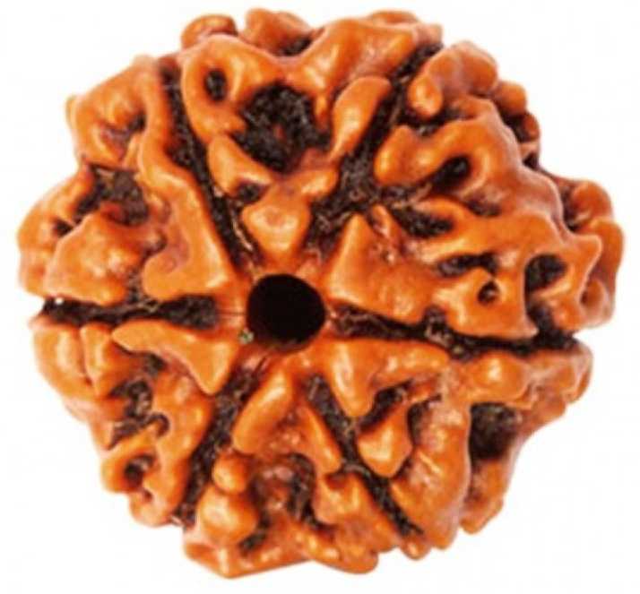 6 Mukhi Rudraksha