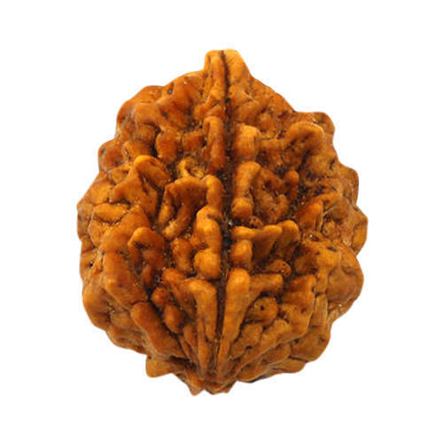 1 Mukhi Rudraksha