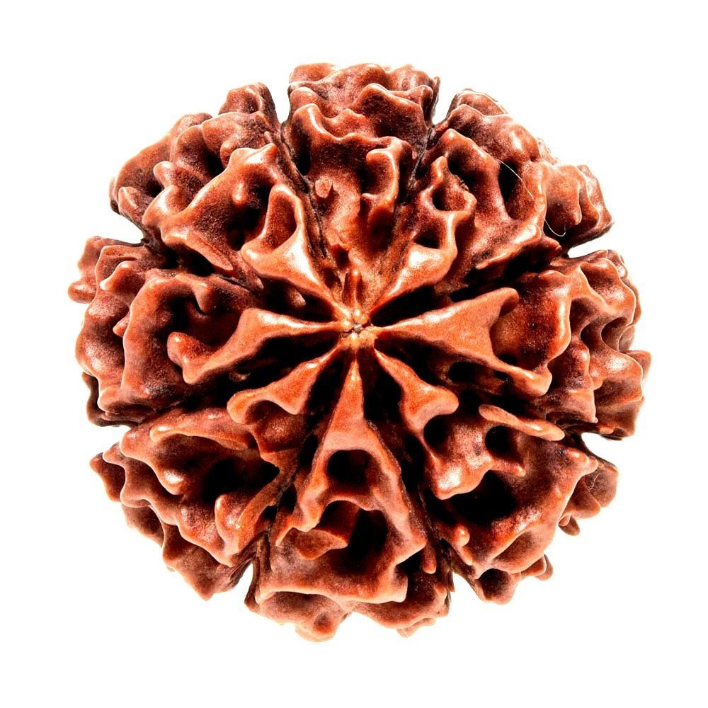 7 Mukhi Rudraksha