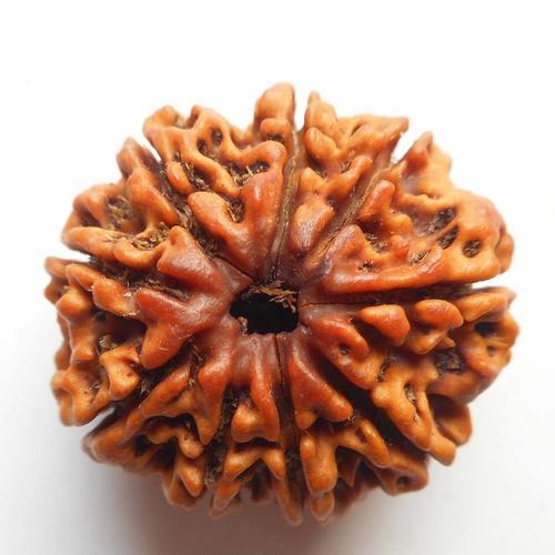 9 Mukhi Rudraksha