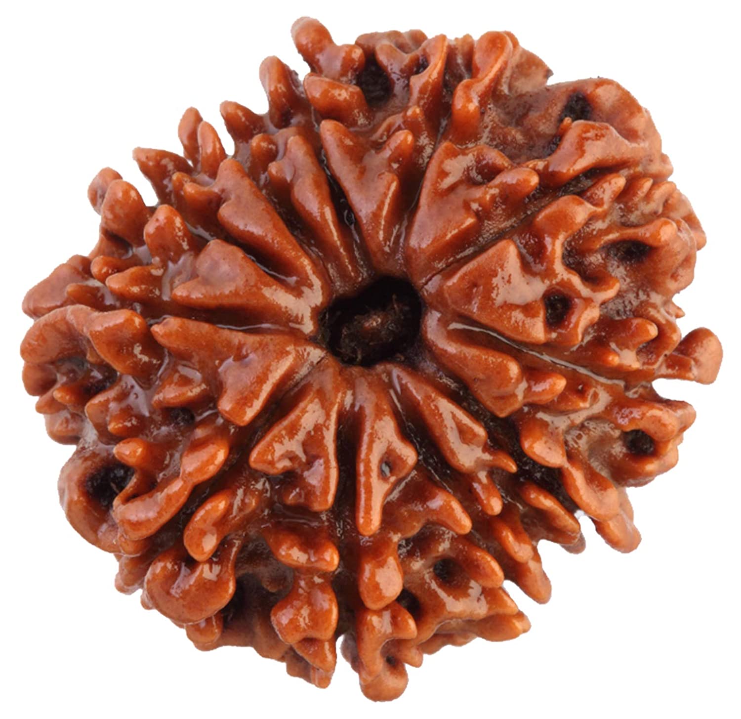 11 Mukhi Rudraksha