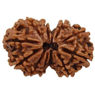 Gauri Shankar Rudraksha