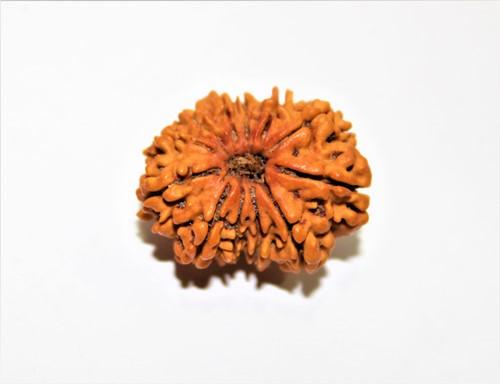 12 Mukhi Rudraksha