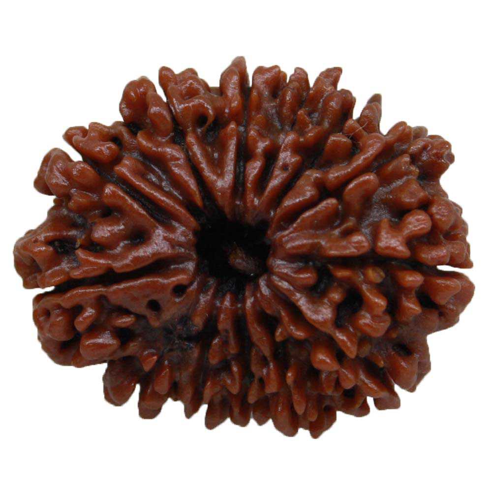 13 Mukhi Rudraksha