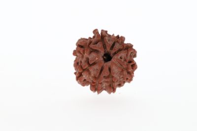 Natural 8 Mukhi Rudraksha - 3.18 Grams Weight - Origin - Nepal