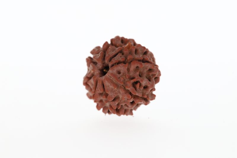 Natural 8 Mukhi Rudraksha - 3.18 Grams Weight - Origin - Nepal