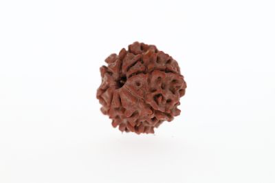 Natural 8 Mukhi Rudraksha - 3.18 Grams Weight - Origin - Nepal