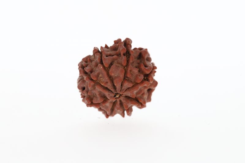 Natural 8 Mukhi Rudraksha - 3.18 Grams Weight - Origin - Nepal
