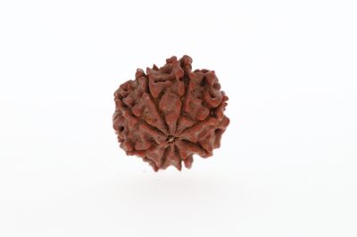 Natural 8 Mukhi Rudraksha - 3.18 Grams Weight - Origin - Nepal