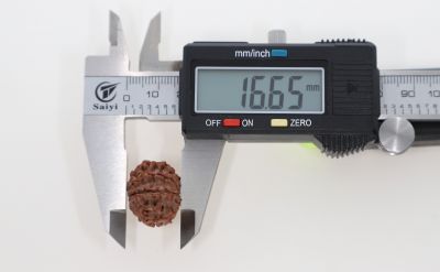 Natural 8 Mukhi Rudraksha - 3.18 Grams Weight - Origin - Nepal