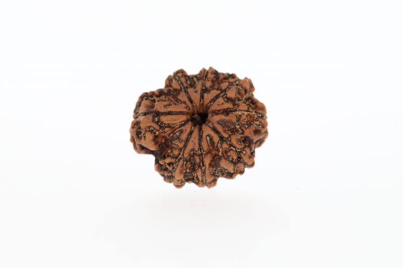Natural 8 Mukhi Rudraksha - 2.73 Grams Weight - Origin - Nepal