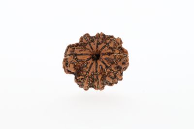 Natural 8 Mukhi Rudraksha - 2.73 Grams Weight - Origin - Nepal