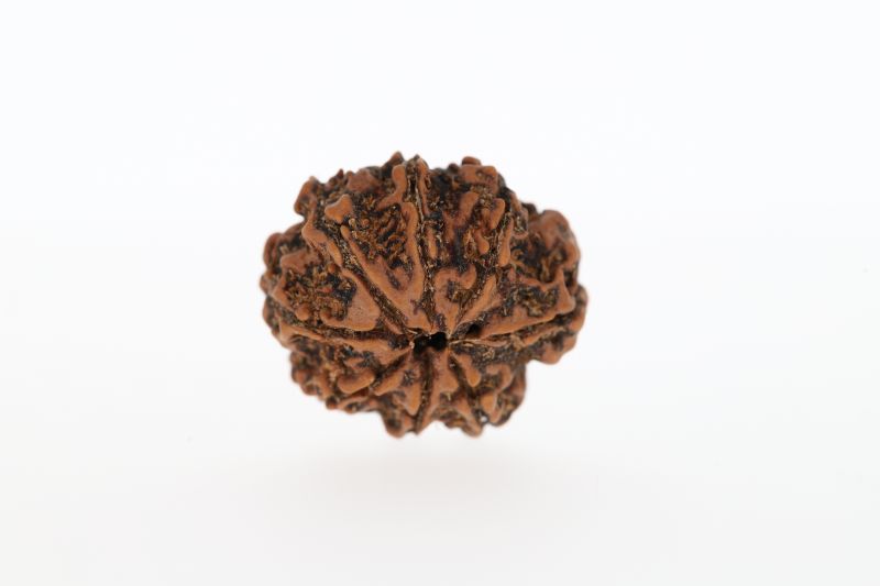 Natural 8 Mukhi Rudraksha - 2.73 Grams Weight - Origin - Nepal