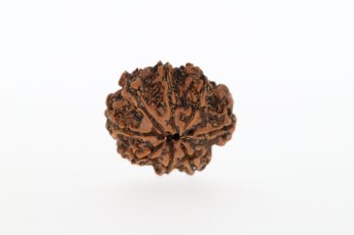 Natural 8 Mukhi Rudraksha - 2.73 Grams Weight - Origin - Nepal
