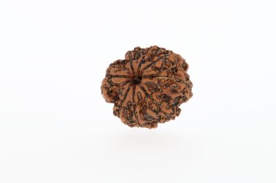 Natural 8 Mukhi Rudraksha - 2.73 Grams Weight - Origin - Nepal