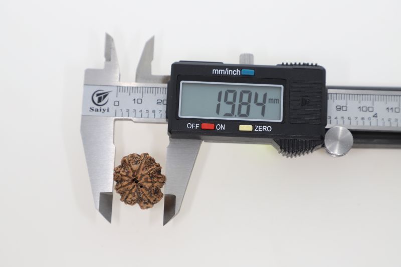 Natural 8 Mukhi Rudraksha - 2.73 Grams Weight - Origin - Nepal