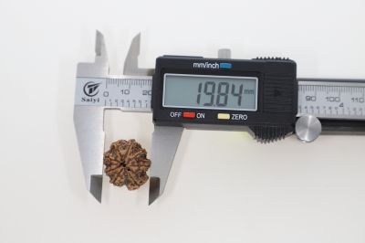Natural 8 Mukhi Rudraksha - 2.73 Grams Weight - Origin - Nepal