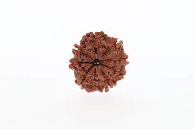 Natural 8 Mukhi Rudraksha - 2.73 Grams Weight - Origin - Nepal