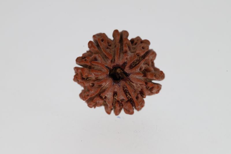 Natural 8 Mukhi Rudraksha -2.95 Grams Weight - Origin - Nepal