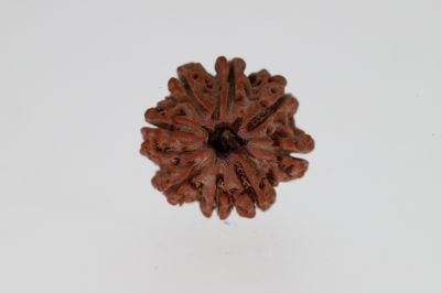 Natural 8 Mukhi Rudraksha -2.95 Grams Weight - Origin - Nepal