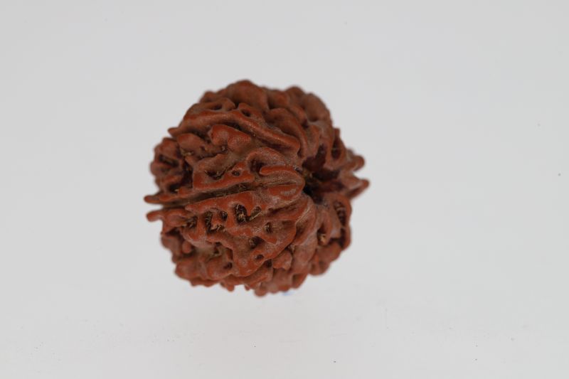 Natural 8 Mukhi Rudraksha -2.95 Grams Weight - Origin - Nepal