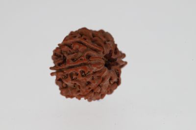 Natural 8 Mukhi Rudraksha -2.95 Grams Weight - Origin - Nepal