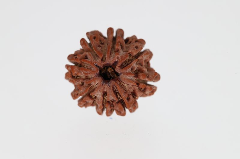 Natural 8 Mukhi Rudraksha -2.95 Grams Weight - Origin - Nepal