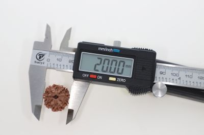 Natural 8 Mukhi Rudraksha -2.95 Grams Weight - Origin - Nepal