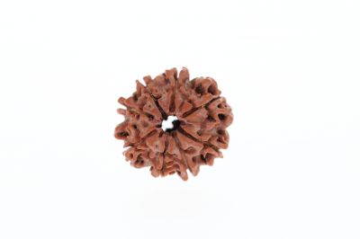 8 Mukhi Rudraksha - 3.07 Grams Weight - Origin - Nepal