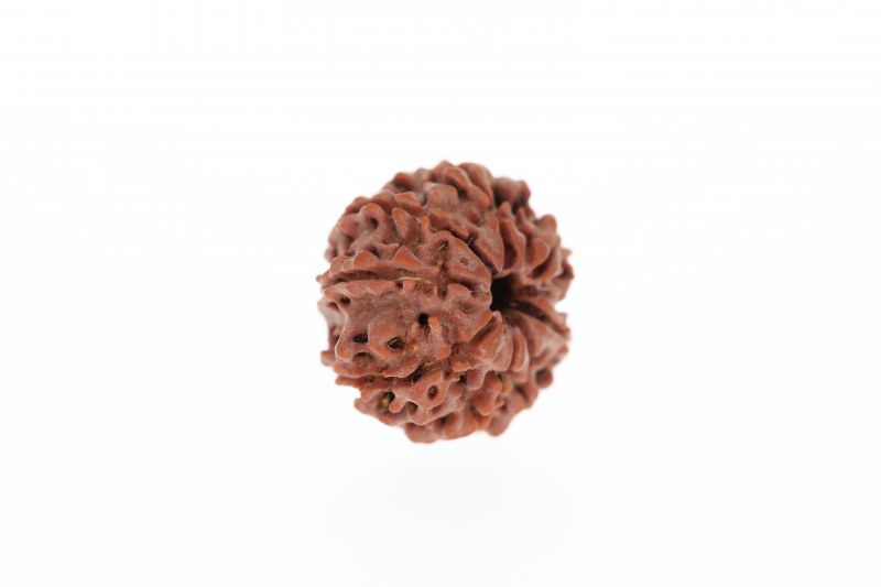 8 Mukhi Rudraksha - 3.07 Grams Weight - Origin - Nepal