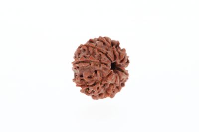 8 Mukhi Rudraksha - 3.07 Grams Weight - Origin - Nepal