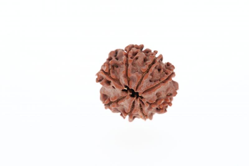 8 Mukhi Rudraksha - 3.07 Grams Weight - Origin - Nepal