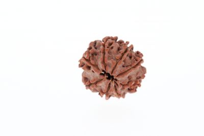 8 Mukhi Rudraksha - 3.07 Grams Weight - Origin - Nepal