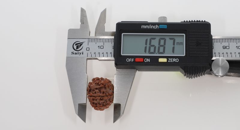8 Mukhi Rudraksha - 3.07 Grams Weight - Origin - Nepal