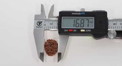 8 Mukhi Rudraksha - 3.07 Grams Weight - Origin - Nepal