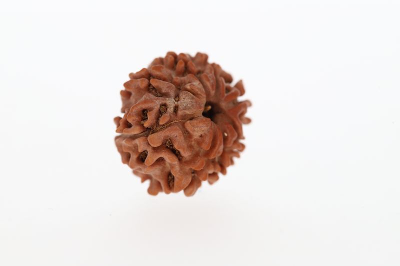 8 Mukhi Rudraksha - 2.82 Grams Weight - Origin - Nepal