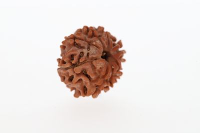 8 Mukhi Rudraksha - 2.82 Grams Weight - Origin - Nepal