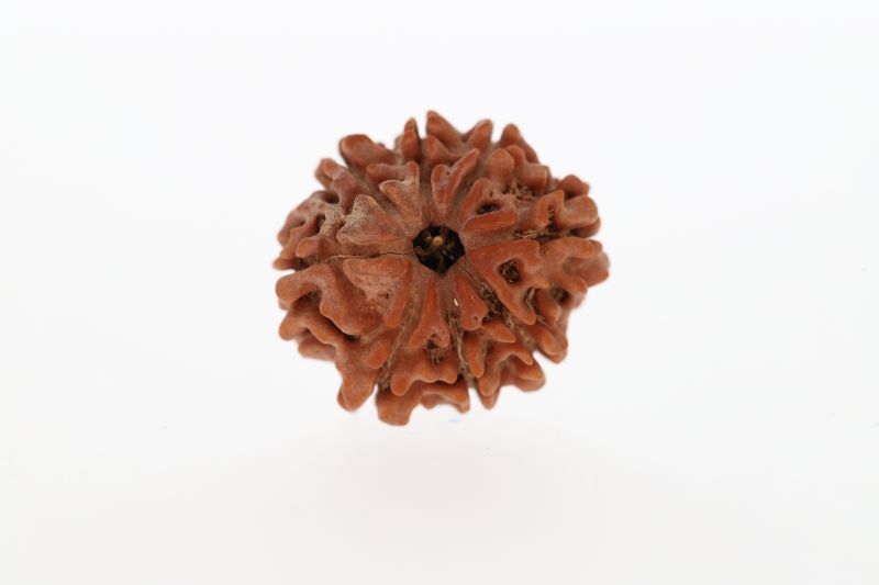 8 Mukhi Rudraksha - 2.82 Grams Weight - Origin - Nepal