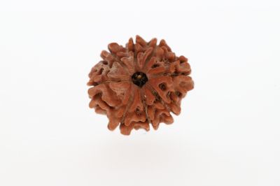8 Mukhi Rudraksha - 2.82 Grams Weight - Origin - Nepal