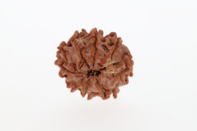 8 Mukhi Rudraksha - 2.82 Grams Weight - Origin - Nepal