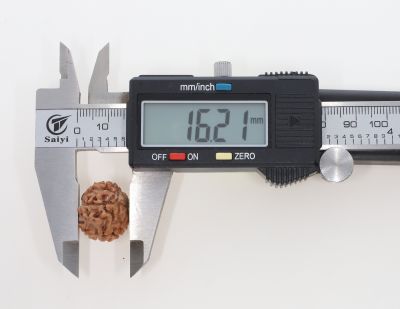 8 Mukhi Rudraksha - 2.82 Grams Weight - Origin - Nepal