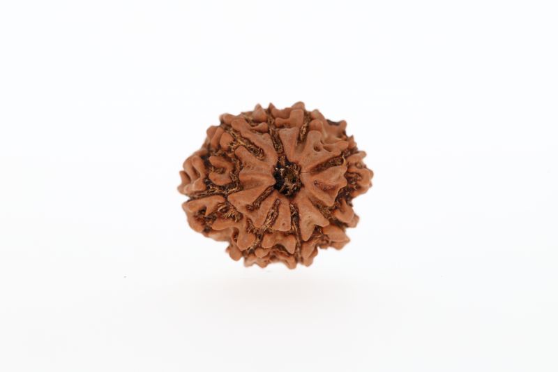 8 Mukhi Rudraksha - 2.85 Grams Weight - Origin - Nepal