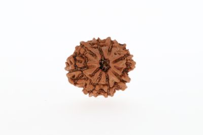 8 Mukhi Rudraksha - 2.85 Grams Weight - Origin - Nepal
