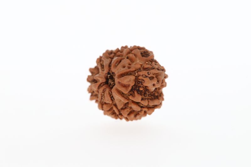 8 Mukhi Rudraksha - 2.85 Grams Weight - Origin - Nepal