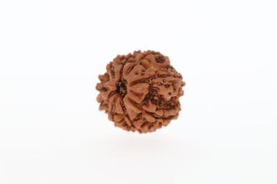 8 Mukhi Rudraksha - 2.85 Grams Weight - Origin - Nepal