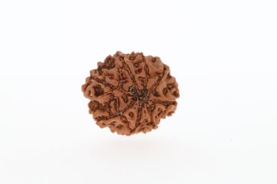 8 Mukhi Rudraksha - 2.85 Grams Weight - Origin - Nepal