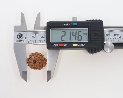 8 Mukhi Rudraksha - 2.85 Grams Weight - Origin - Nepal