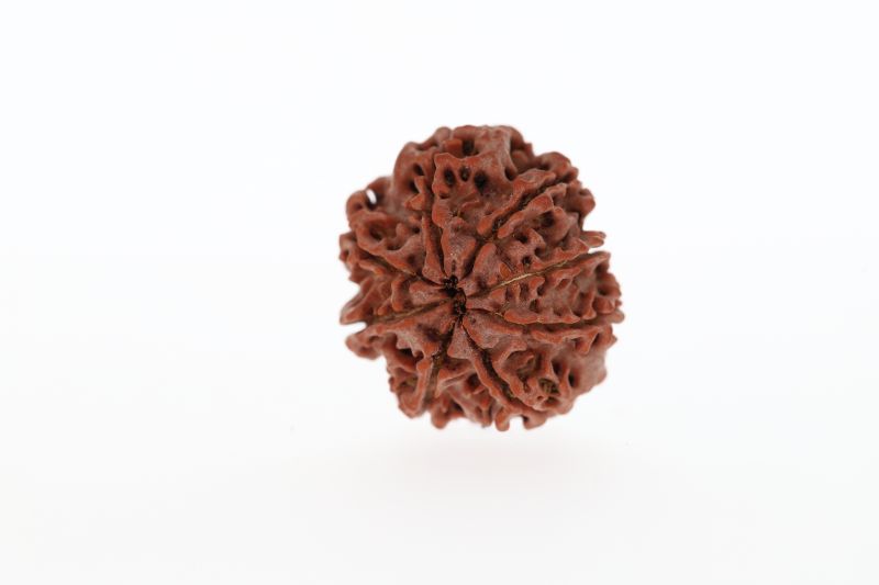 8 Mukhi Rudraksha -3.01 Grams Weight - Origin - Nepal