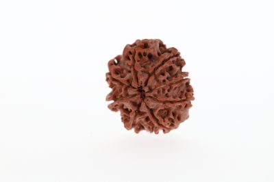 8 Mukhi Rudraksha -3.01 Grams Weight - Origin - Nepal